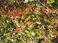 Tree Huckleberry / Vaccinium arboreum